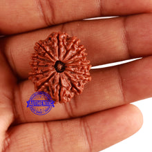 Load image into Gallery viewer, 13 Mukhi Nepalese Rudraksha - Bead No. 257