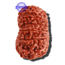 Load image into Gallery viewer, 13 Mukhi Nepalese Rudraksha - Bead No. 257