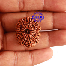 Load image into Gallery viewer, 13 Mukhi Nepalese Rudraksha - Bead No. 258