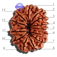 Load image into Gallery viewer, 13 Mukhi Nepalese Rudraksha - Bead No. 258