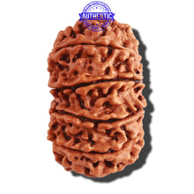 Load image into Gallery viewer, 13 Mukhi Nepalese Rudraksha - Bead No. 258