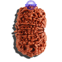 Load image into Gallery viewer, 13 Mukhi Nepalese Rudraksha - Bead No. 258