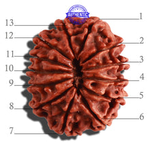 Load image into Gallery viewer, 13 Mukhi Nepalese Rudraksha - Bead No. 259