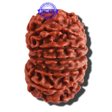 Load image into Gallery viewer, 13 Mukhi Nepalese Rudraksha - Bead No. 259