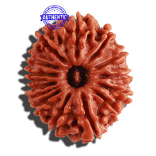 Load image into Gallery viewer, 13 Mukhi Nepalese Rudraksha - Bead No. 260