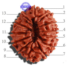 Load image into Gallery viewer, 13 Mukhi Nepalese Rudraksha - Bead No. 260