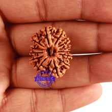 Load image into Gallery viewer, 13 Mukhi Nepalese Rudraksha - Bead No. 261