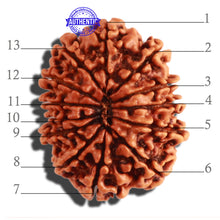 Load image into Gallery viewer, 13 Mukhi Nepalese Rudraksha - Bead No. 261