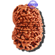 Load image into Gallery viewer, 13 Mukhi Nepalese Rudraksha - Bead No. 261