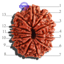 Load image into Gallery viewer, 13 Mukhi Nepalese Rudraksha - Bead No. 262