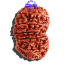 Load image into Gallery viewer, 13 Mukhi Nepalese Rudraksha - Bead No. 262
