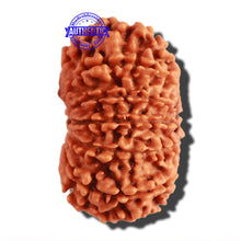 Load image into Gallery viewer, 13 Mukhi Nepalese Rudraksha - Bead No. 263