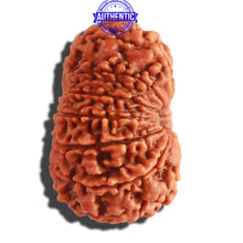 Load image into Gallery viewer, 13 Mukhi Nepalese Rudraksha - Bead No. 264