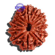Load image into Gallery viewer, 13 Mukhi Nepalese Rudraksha - Bead No. 265