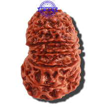 Load image into Gallery viewer, 13 Mukhi Nepalese Rudraksha - Bead No. 265