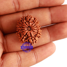 Load image into Gallery viewer, 13 Mukhi Nepalese Rudraksha - Bead No. 266