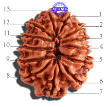 Load image into Gallery viewer, 13 Mukhi Nepalese Rudraksha - Bead No. 266