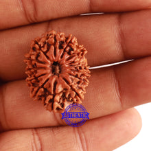 Load image into Gallery viewer, 13 Mukhi Nepalese Rudraksha - Bead No. 267