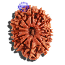Load image into Gallery viewer, 13 Mukhi Nepalese Rudraksha - Bead No. 267