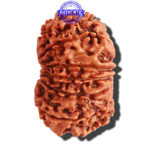 Load image into Gallery viewer, 13 Mukhi Nepalese Rudraksha - Bead No. 267