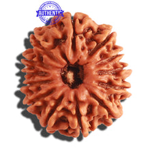 Load image into Gallery viewer, 13 Mukhi Nepalese Rudraksha - Bead No. 268