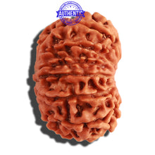 Load image into Gallery viewer, 13 Mukhi Nepalese Rudraksha - Bead No. 268