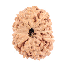 Load image into Gallery viewer, 13 Mukhi Indonesian Rudraksha - Bead No. 110