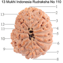 Load image into Gallery viewer, 13 Mukhi Indonesian Rudraksha - Bead No. 110