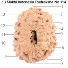 Load image into Gallery viewer, 13 Mukhi Indonesian Rudraksha - Bead No. 114