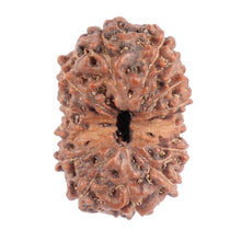 Load image into Gallery viewer, 13 Mukhi Indonesian Rudraksha - Bead No. 118