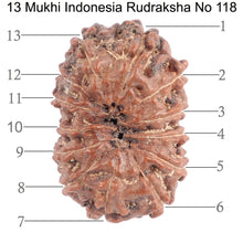 Load image into Gallery viewer, 13 Mukhi Indonesian Rudraksha - Bead No. 118