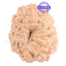 Load image into Gallery viewer, 13 Mukhi Indonesian Rudraksha - Bead No. 120