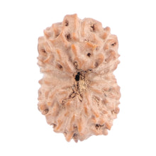 Load image into Gallery viewer, 13 Mukhi Indonesian Rudraksha - Bead No. 121
