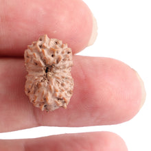 Load image into Gallery viewer, 13 Mukhi Indonesian Rudraksha - Bead No. 121