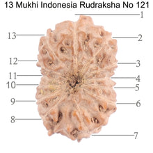 Load image into Gallery viewer, 13 Mukhi Indonesian Rudraksha - Bead No. 121