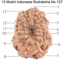 Load image into Gallery viewer, 13 Mukhi Indonesian Rudraksha - Bead No. 127