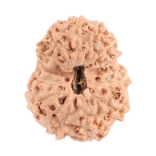 Load image into Gallery viewer, 13 Mukhi Indonesian Rudraksha - Bead No. 129