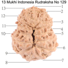 Load image into Gallery viewer, 13 Mukhi Indonesian Rudraksha - Bead No. 129