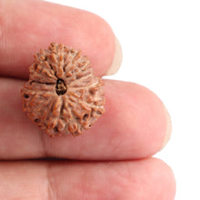 Load image into Gallery viewer, 13 Mukhi Indonesian Rudraksha - Bead No. 131