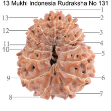 Load image into Gallery viewer, 13 Mukhi Indonesian Rudraksha - Bead No. 131