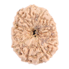 Load image into Gallery viewer, 13 Mukhi Indonesian Rudraksha - Bead No. 132