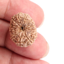 Load image into Gallery viewer, 13 Mukhi Indonesian Rudraksha - Bead No. 132