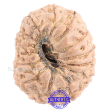 Load image into Gallery viewer, 13 Mukhi Indonesian Rudraksha - Bead No. 132