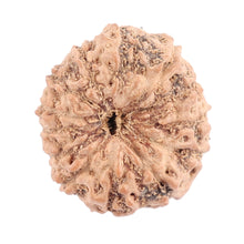 Load image into Gallery viewer, 13 Mukhi Indonesian Rudraksha - Bead No. 133