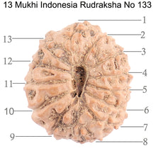 Load image into Gallery viewer, 13 Mukhi Indonesian Rudraksha - Bead No. 133