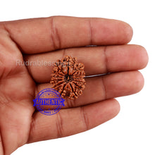 Load image into Gallery viewer, 13 Mukhi Nepalese Rudraksha - Bead No. 126