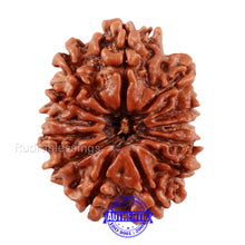 Load image into Gallery viewer, 13 Mukhi Nepalese Rudraksha - Bead No. 126