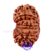 Load image into Gallery viewer, 13 Mukhi Nepalese Rudraksha - Bead No. 126