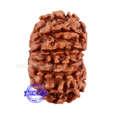 Load image into Gallery viewer, 13 Mukhi Nepalese Rudraksha - Bead No. 126