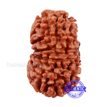 Load image into Gallery viewer, 13 Mukhi Nepalese Rudraksha - Bead No. 128